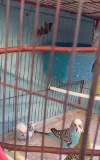دوجفت مرغ عشق مولد