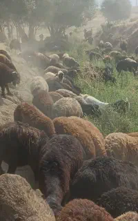 فروش و معاوضه میش داشتی با بره پرواری