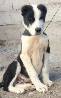 سگ توله الابای روسی ژرمن سرابی قدرجونی نگهبان