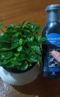 شامپو ضد شوره