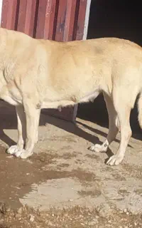 پژدر ماده درجه ۱ نسل دو سر قصاب
