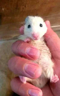 سه عدد همستر