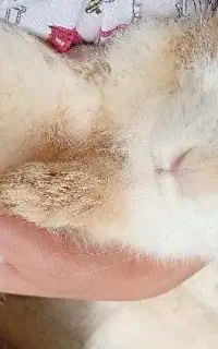 خرگوش لوپ