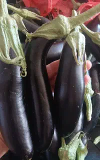 بادمجان محلی شیرین کیلو ۵۰ هزارتومان