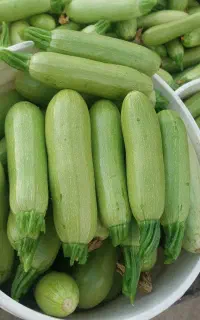کدو خورشتی