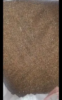 بذر شبدر ۳چین