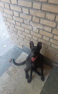 سگ ماده فروشی