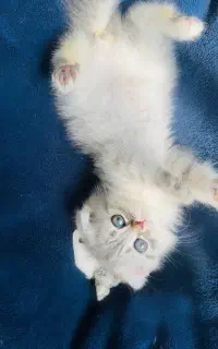 گربه چشم سبز