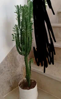 افروبیا سبز