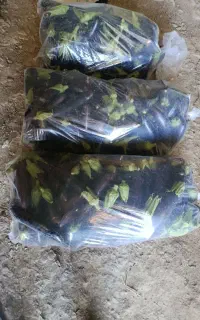 بادمجان قلمی محصول جرگلان روستای اشتوت بالا