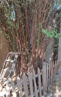 محبوبه شب