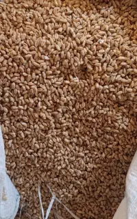 فروش بذر گندم