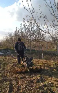 شخم باغ ، زدن علف،هرس،سم پاشی