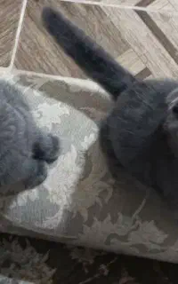 اسکاتیش فولد