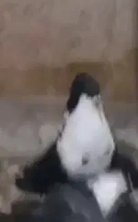 کبوتر کفتر