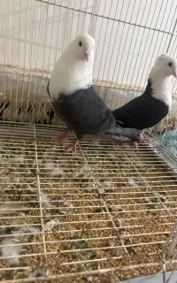 کلاغ