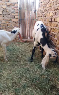 بز با گتاچ