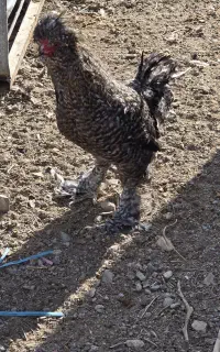 خروس سلطان گل باقالی