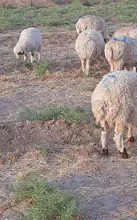 بره نر فروشی