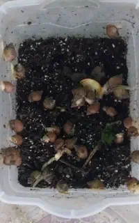 حلزون اچاتینا