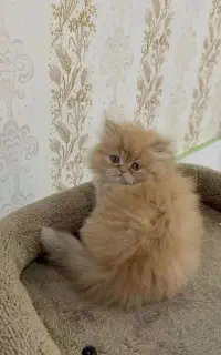 مجموعه پت های خانگی / گربه/ملوس