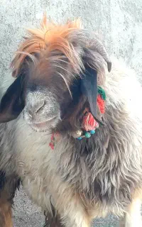 میش