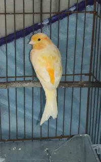 قناری ماده