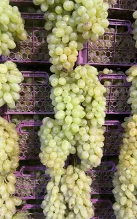 عرضه میوه برای مراسمات عروسی و ترحیم و جشنواره