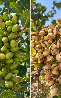 میخوای پسته صادر کنی شماره بزار
