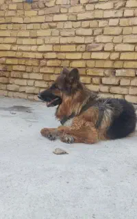 سگ جهت جفت زدن