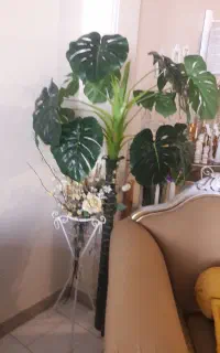 درختچه برگ انجیری
