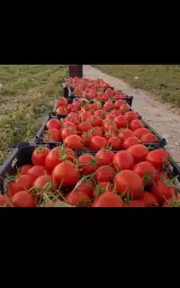 گوجه بروبیا درجه یک