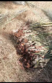 هرس و در آوردن نهال نخل