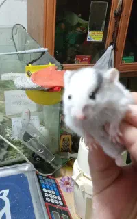 تعداد۱۰عددهمسترسوری وکمپل