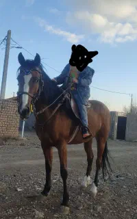 اسب