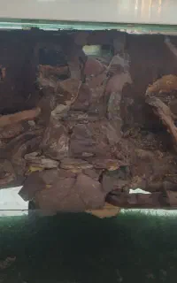 آکواریوم گل و گیاه