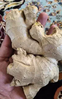 زنجبیل تازه چینی