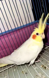 عروس هلندی