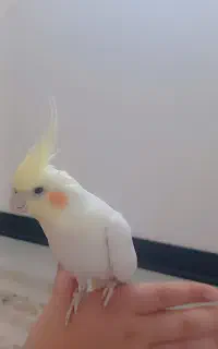 عروس هلندی نر سخنگو
