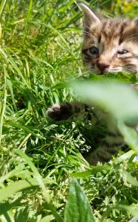 واگذاری بچه گربه