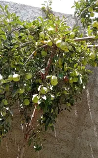خدمات باغ بیل زدن حرص درختان و علف زنی