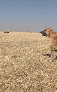 سگ خراسانی گله ای