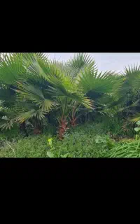 فروش نهال انواع میوهاوگل هابه همراه هرس کردن وسم