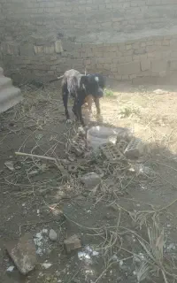 سگ پیتبول