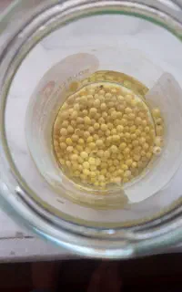 فروش حلزون البینو