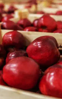 نیروی کار خانم برای کار سورت و بسته بندی سیب