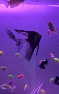 ماهی آنجل سایز بزرگ