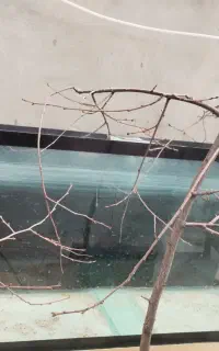 آکواریوم