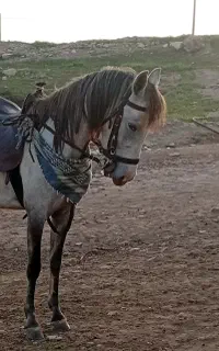 کره‌مادیان‌کرد