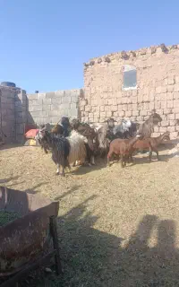 بز ترکی بزغاله